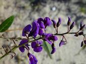 Purple challenge to the sand dunes Tamala park.jpg