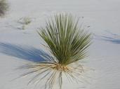 desert-grass-white-sands-plant-245672.jpg