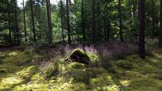 undergrowth-forest-heather-549806.jpg