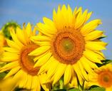 sunflower-yellow-flower-843430.jpg