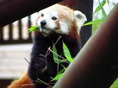 red-panda-red-panda-eating-sitting-708044.jpg