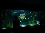 aquarium-sea-turtle-photographer-452867.jpg