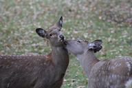 deer-roe-deer-nature-wild-cute-201397.jpg