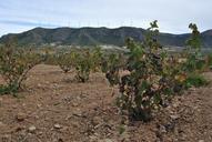 vineyard-autumn-jumilla-winter-202524.jpg