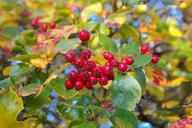 berries-fruits-red-tree-leaves-228133.jpg