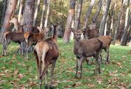 red-deer-group-flock-autumn-deer-670969.jpg