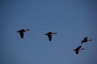 geese-flying-sky-migration-flock-228005.jpg