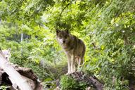 wolf-canis-lupus-european-wolf-1383977.jpg