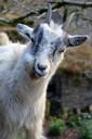 goat-wales-animal-wildlife-wild-346529.jpg