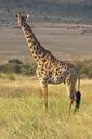 giraffe-wilderness-safari-524522.jpg