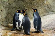 king-penguin-penguins-384252.jpg