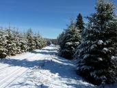 winter-landscape-pine-trees-snow-20178.jpg