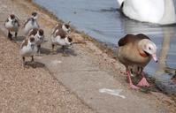 geese-waterfowl-gosling-chicks-352036.jpg