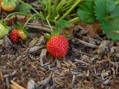 strawberry-berry-red-sweet-fruit-165075.jpg