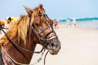 horse-anima-beach-878221.jpg