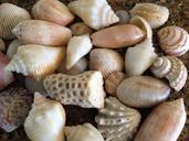 shell-sea-shells-sea-shells-beach-334127.jpg