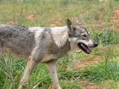 wolf-wild-mammal-grey-canine-fur-164427.jpg