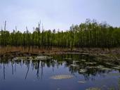 swamp-birch-nature-reserve-moor-1097919.jpg