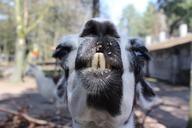 alpaca-lama-head-peru-animal-world-1304291.jpg