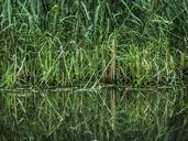 green-reed-landscape-waterfront-418341.jpg