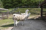 Llamas at the petting zoo of the Heritage Farm Museum and Village in Harveytown, West Virginia, just south of downtown Huntington LCCN2015631864.tif.tiff