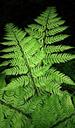 fern-frond-hay-scented-fern-1489139.jpg