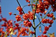 spindle-tree-fortunei-ordinary-529841.jpg