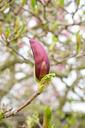 magnolia-blossom-closed-magnolia-324241.jpg