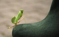 praying-mantis-sphodromantis-lineola-711691.jpg