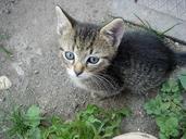 kitten-cub-view-caress-home-pet-515539.jpg