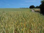 wheat-wheat-field-cereals-ear-592491.jpg