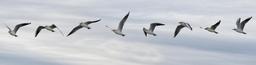 flight-seagull-sequence-bird-1179587.jpg