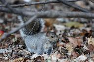 squirrel-rodent-animal-floor-569155.jpg