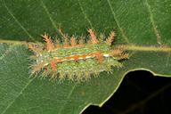 caterpillar-slug-caterpillar-1577892.jpg