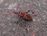 beetle-insect-macro-insects-summer-1036558.jpg