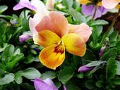 violet-flower-yellow-orange-505229.jpg