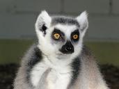 lemur-monkey-ring-tailed-lemur-1235544.jpg