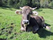 cow-alm-bavaria-animal-cattle-517847.jpg