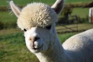 alpaca-head-animal-fluffy-furry-1668519.jpg