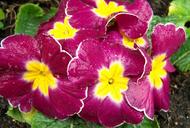 primrose-purple-flowers-spring-1218553.jpg