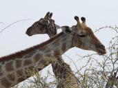 giraffes-etosha-namibia-700832.jpg