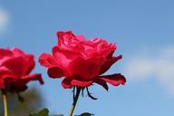 red-rose-nature-blossom-flower-1095764.jpg