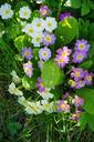 primrose-flower-blossom-bloom-324324.jpg