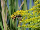 yellow-jacket-bee-insects-yellow-430188.jpg