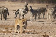 lion-namibia-zebras-etosha-1628421.jpg