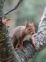 squirrel-rodent-nager-animal-cute-385125.jpg