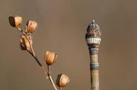 seed-pod-autumn-cube-nature-brown-170755.jpg