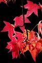 autumn-leaves-leaves-in-the-autumn-504514.jpg