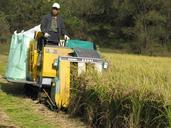 organic-rice-combine-harvest-78921.jpg