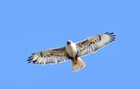 ferruginous-hawk-bird-predator-948753.jpg